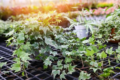 常春藤 植物 照顧|種植常春藤：何時以及如何在花盆或花園中種植